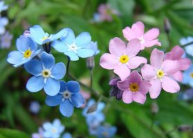 로열블루 물망초 꽃