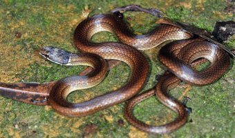 비바리뱀 [Black headed snake]