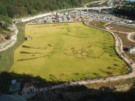 정읍 구절초축제 (10/13)