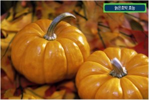 늙은호박 효능 효과 확인하세요!
