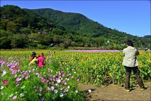 정읍 구절초 축제 2016 10 08 [1]