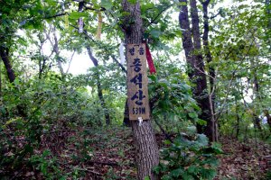 정읍 구절초 축제