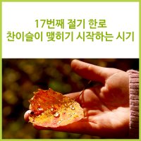 17번째 절기 한로, 찬 이슬이 맺히기 시작하는 시기