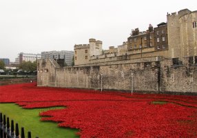 엄청난 규모의 도자기 장미로 장식된 런던타워 888,246 ceramic poppies infill the tower of london for remembrance day: paul cummins,tom piper