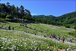 정읍 구절초 축제 [1]