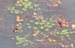 고추잠자리(Crocothemis servilia)