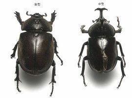 장수풍뎅이 애벌레 번데기로 변신 중...색상 움직임의 변화 / 곤충관찰