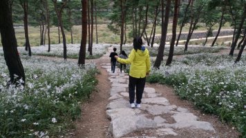 정읍 구절초축제~