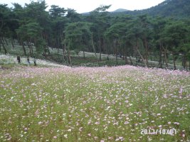 정읍구절초 축제