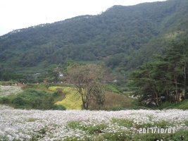 정읍구절초 축제