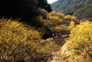 의성 산수유 꽃 축제 2016