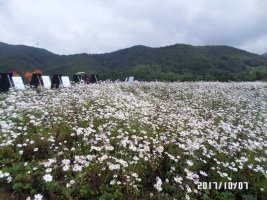 정읍구절초 축제