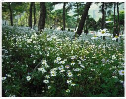 정읍 구절초 축제 + 익산모임