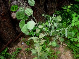 동전초 (Lunaria annua, 교황의동전)