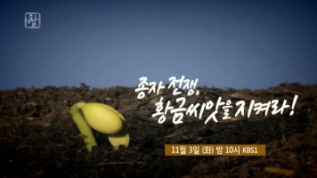 시사기획 창 (1TV, 11월 3일) 종자 전쟁, 황금 씨앗을 지켜라!