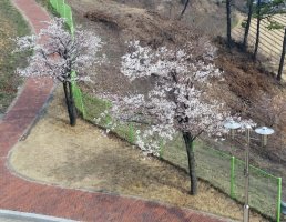 벚꽃 핀 동양대학교 영주 캠퍼스 (공무원사관학교/삼봉관 ↔ 현암정사 왕복 영상) +a