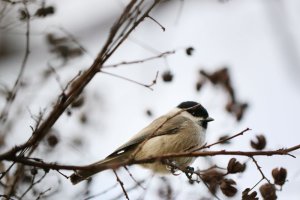 새들의 겨울나기?