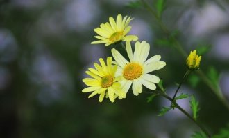 정읍 구절초 축제와 물돌이