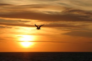 덴마크(Denmark)의 바다 지평선(Horizon), 갈매기(Seagull) Into the Sunset