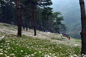 전북정읍 구절초 축제와 마이산