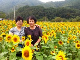 정읍 구절초 축제 2016.10.02.