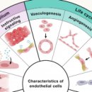 "혈관은 또다른 장기"…'혈관내피세포' 분석한 종설 논문 발표 이미지
