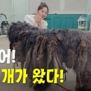 5년간 방치된 역대급 초대형 사이즈 누더기견!! 🐶 이미지