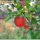 하늘농장 이미지