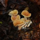 11월의 버섯 - 노란젖버섯(Lactarius chrysorrheus) 이미지