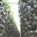 대곡농장 이미지