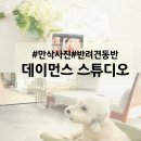1345 | 김해 만삭사진 촬영 반려견 동반 후기, 백일사진·성장앨범 모두 가능한 데이먼스 스튜디오!