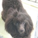 도로시 퍼피 이미지