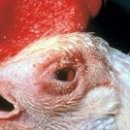 군포굿닥터동물병원 이미지