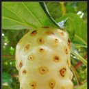 라리마한의원 | [책리뷰]내 몸을 살리는 노니 - 정용준 / 노니가 맞는 체질은?