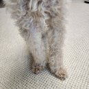 댕겨올개 | 부산 연제구 애견미용 댕겨올개 강아지 댕댕이 대변신 후기