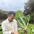 (생배추) 유기농법으로 재배한 토종배추 판매합니다. ＜150일배추, 엇갈이배추, (무릉+조선)교잡배추, 아무거나 배추＞ 이미지