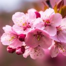 벚꽃 이미지