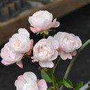 화이트 페어리 이미지