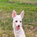 천사강아지 이미지