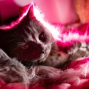 일산시티 동물의료센터 이미지