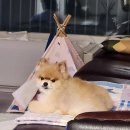 나나펫 | 나나펫 : 동탄장지동 강아지미용 후기 2동탄강아지호텔