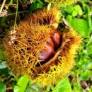 손병호농장 이미지