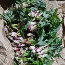 박용수농장 이미지