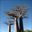 바오밥나무 이미지