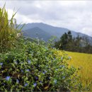 산내면 상황마을 이미지