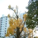 ★ 서울에서 가장 오래되고 아름다운 은행나무를 만나다 ~ 방학동 은행나무 (방학동 명소들) 이미지