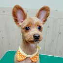 강변애견미용호텔 이미지