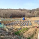 오뚜기 농장 이미지