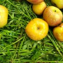 참조은건강원 이미지