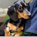 리틀쥬동물의료원 이미지